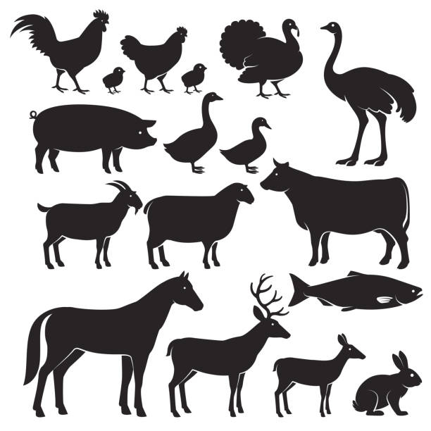 illustrations, cliparts, dessins animés et icônes de animaux de la ferme icônes silhouette. - cochon dinde