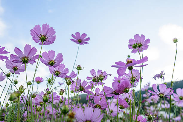 istock Cosmos flowers garden 627800360
