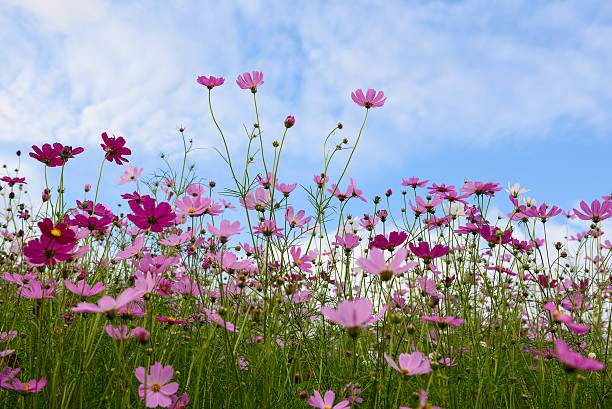 istock Cosmos flowers garden 627805162