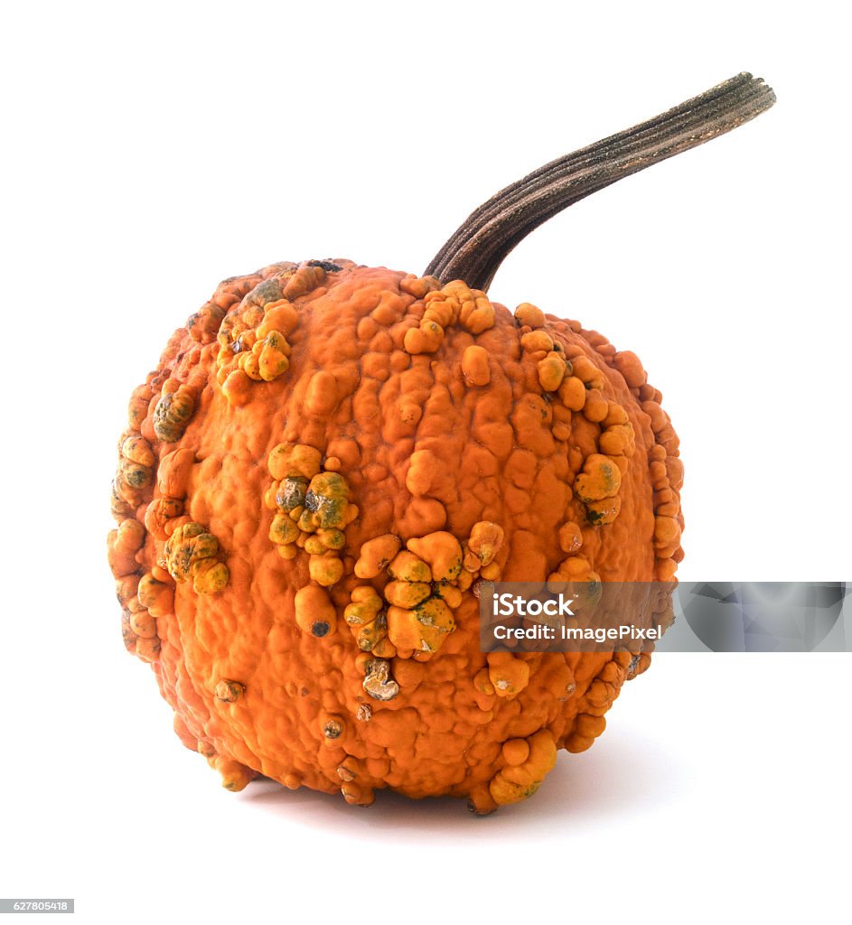 Isolated pumpkin Isolated pumpkin with warts on a white background. Pumpkin Stock Photo