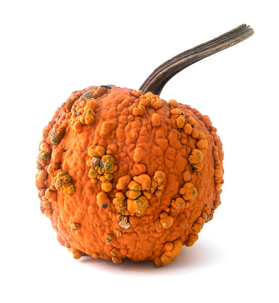 Isolated pumpkin stock photo