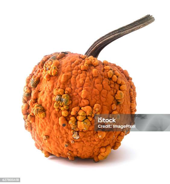 Isolated Pumpkin Stock Photo - Download Image Now - Pumpkin, Wart, Bumpy