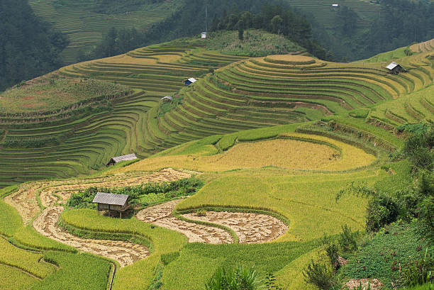 istock Beautiful landscape rice fields on terraced of Mu Cang Chai 627805752