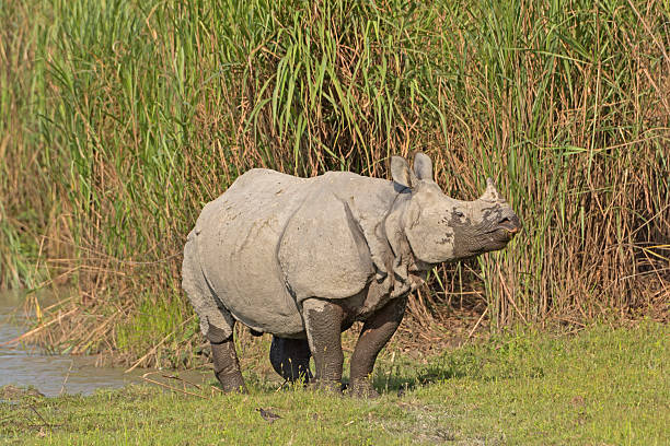 istock Indian Rhino on a River Bank 627805856