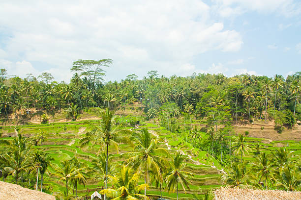istock Beautiful rice terraces at Tegalalang, Ubud, Bali. 627806236