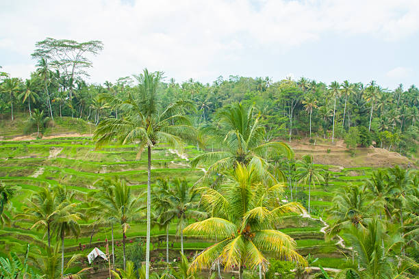 istock Beautiful rice terraces at Tegalalang, Ubud, Bali. 627806286