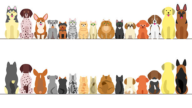 большие и маленькие собаки и кошки баннер набор, вид спереди и сзади - dog group of animals variation in a row stock illustrations