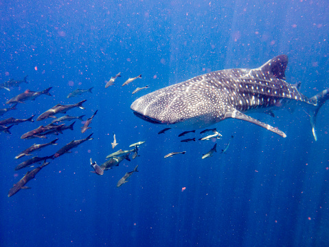 This stunning Whale Shark (Rhincodon typus) image was captured at Koh Haa islands in the Andaman Sea, Krabi, Thailand.  Numerous Cobia (Rachycentron canadum) aka Wahoo, can be seen swimming around the Whale Shark.  Cobia can grow up to two meters long and are often mistaken for sharks.  This image shows their primal instinctive behavior as they use the Whale Shark for both protection and to scavenge unwanted food.  This is a particular strategy adopted by Cobia to ensure their success and survival.  Whale sharks are pelagic fish who feed on plankton, small fish and are the largest of the extant species. They are classed as vulnerable to extinction on the IUCN red list, due to being hunted for their meat and liver oil, however are now a protected species.  
