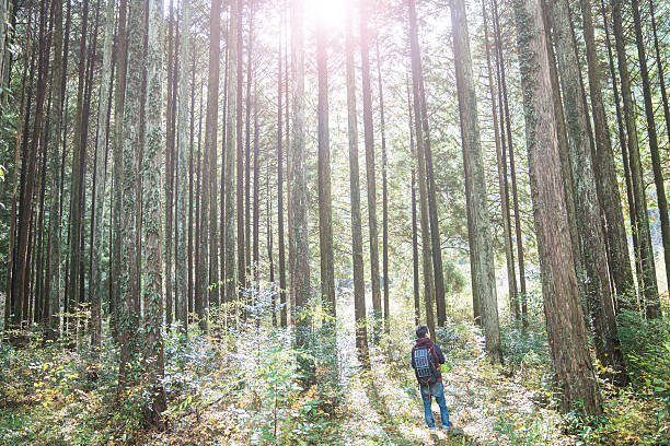 Scenic view of spring forest