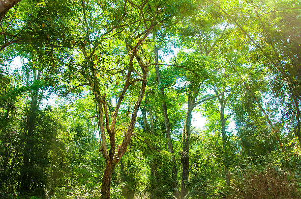 Tropical Rainforest Landscape View with Sunlight, Kanchanaburi, Thailand