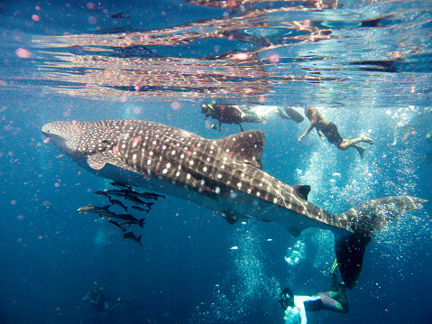 Andaman Sea, Thailand - April 19, 2015: This stunning Whale Shark (Rhincodon typus) image was captured at Koh Haa islands in the Andaman Sea, Krabi, Thailand.  Numerous Cobia (Rachycentron canadum) aka Wahoo, can be seen swimming around the Whale Shark.  Numerous incidental unrecognizable people are swimming together with the whale Shark.  Whale sharks are an endangered species according to the IUCN red list and now protected in many places.