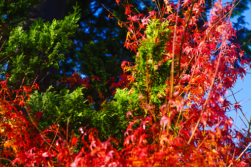 red yellow orange japanese maple leaves on soft blurred green backgroundBeautiful Colorful Red Maple Leaf Vibrant Tree in Japan Travel Autumn Season .