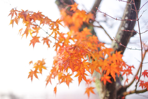 Beautiful Colorful Red Maple Leaf Vibrant Tree in Japan Travel Autumn Season .