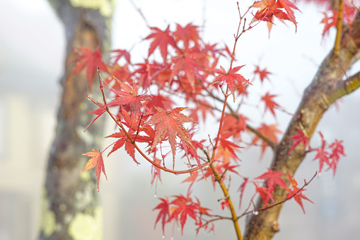 Beautiful Colorful Red Maple Leaf Vibrant Tree in Japan Travel Autumn Season .Beautiful Colorful Red Maple Leaf Vibrant Tree in Japan Travel Autumn Season .