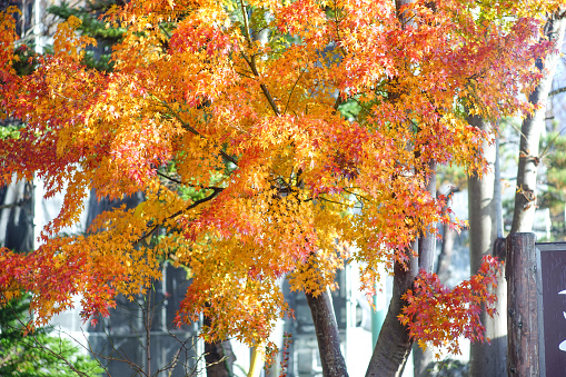 Beautiful Colorful Red Maple Leaf Vibrant Tree in Japan Travel Autumn Season .Beautiful Colorful Red Maple Leaf Vibrant Tree in Japan Travel Autumn Season .