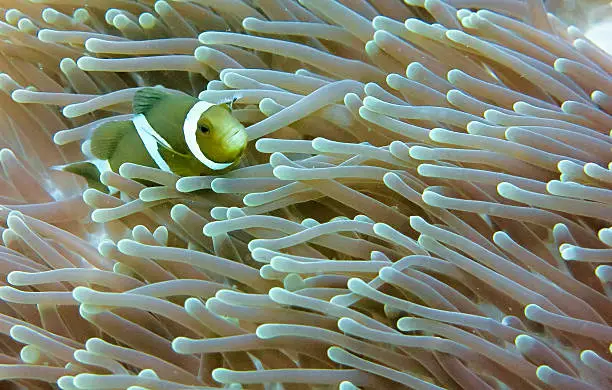 Photo of Clownfish Western (Amphiprion ocellaris) Cute Anemonefish Anemone