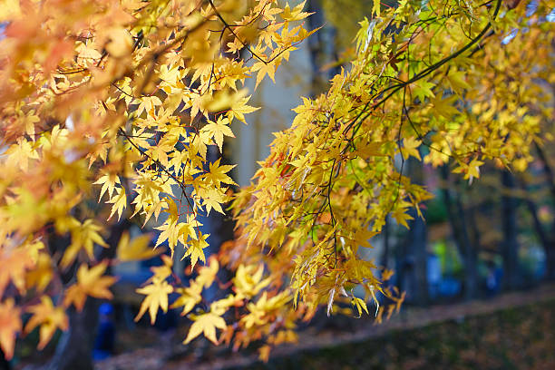 istock Beautiful Colorful Red Maple Leaf Vibrant Tree in Japan . 627814178