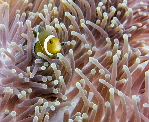Photo of Cute Western Clownfish (Amphiprion ocellaris) Anemonefish Anemone