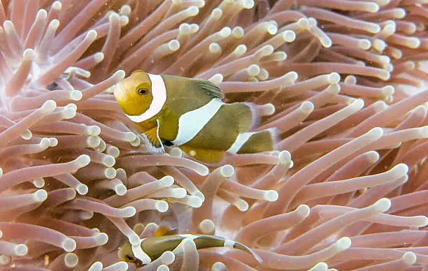 Photo of Western False Clownfish (Amphiprion ocellaris) Anemonefish Anemone