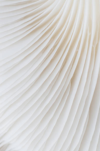 istock abstract background macro of Sajor-caju Mushroom 627816542