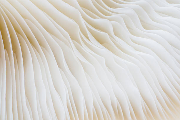 istock abstract background macro of Sajor-caju Mushroom 627816700