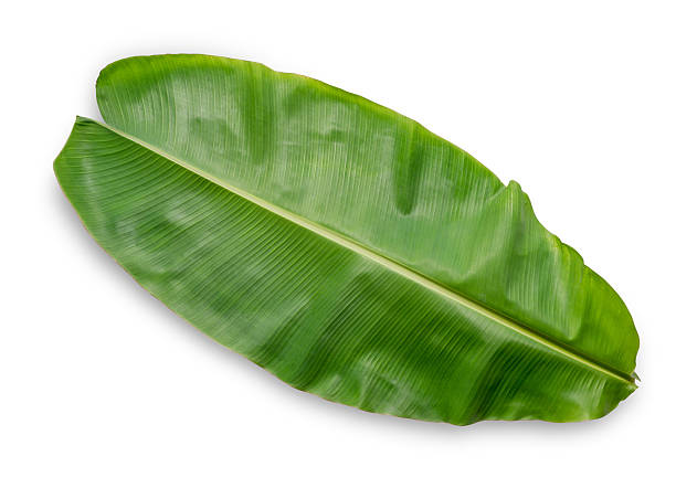 istock Banana leaf isolated on white background 627817134