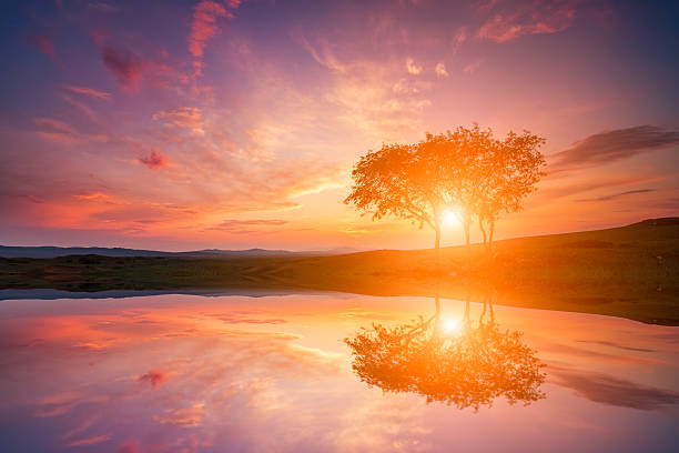 istock Reflection of the sunset with lonely tree 627817486