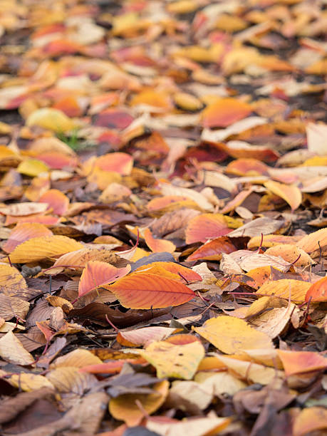 istock The ground where foliage leaves got bloomed 627832144