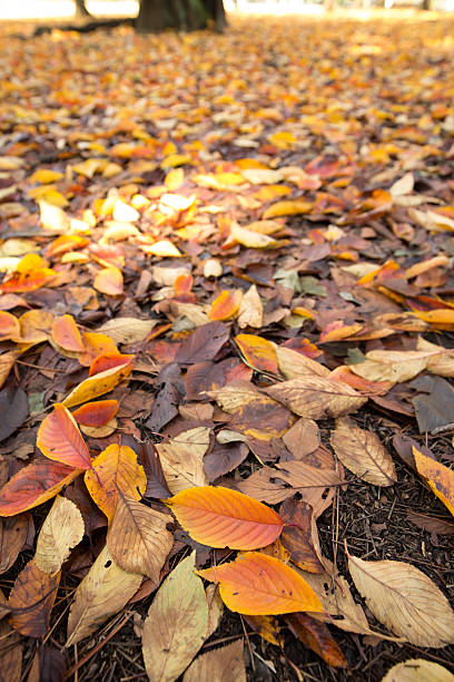 istock The ground where foliage leaves got bloomed 627832778