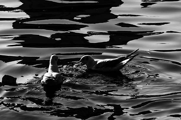 istock Seagulls in Green lake parks 627840260