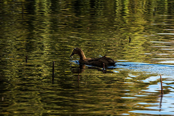 istock Ducks in Green lake parks 627840798