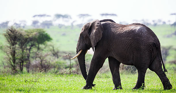 Free African old Elephant at wild Free African old Elephant at wild serengeti elephant conservation stock pictures, royalty-free photos & images