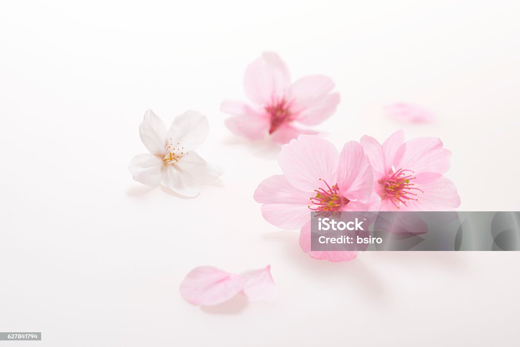 Kirschblüten Frühlingsbild - Lizenzfrei Kirschblüte Stock-Foto