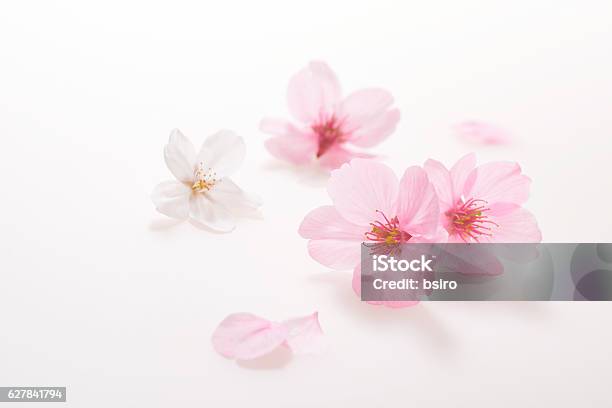 Kirschblüten Frühlingsbild Stockfoto und mehr Bilder von Kirschblüte - Kirschblüte, Weißer Hintergrund, Blütenblatt