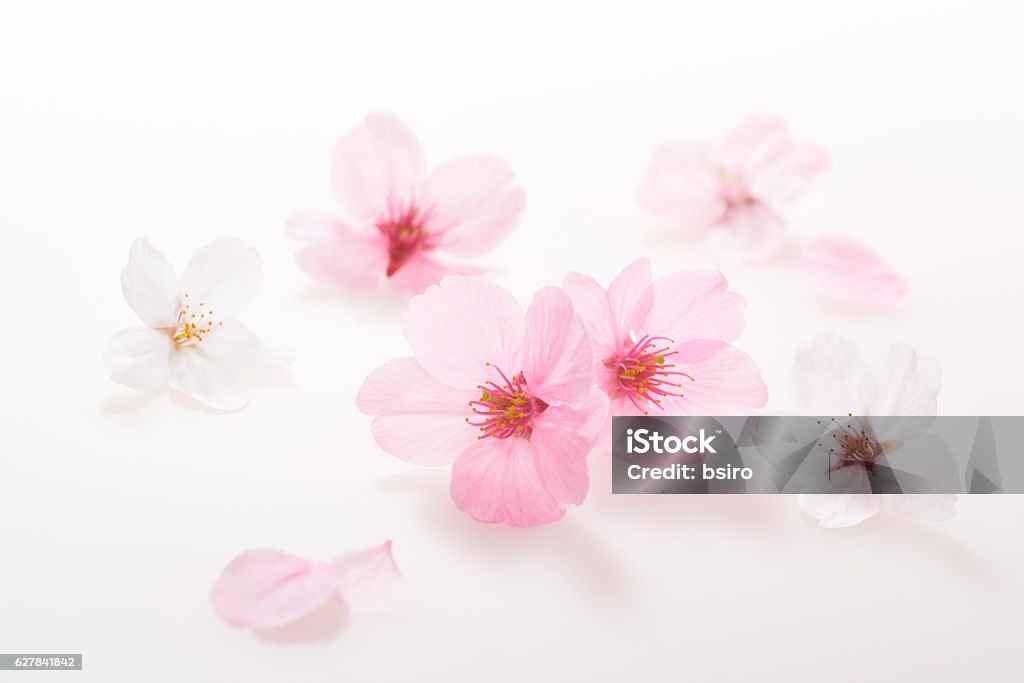 Kirschblüten Frühlingsbild - Lizenzfrei Kirschblüte Stock-Foto