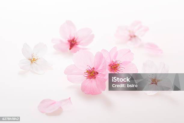 Kirschblüten Frühlingsbild Stockfoto und mehr Bilder von Kirschblüte - Kirschblüte, Weißer Hintergrund, Nahaufnahme