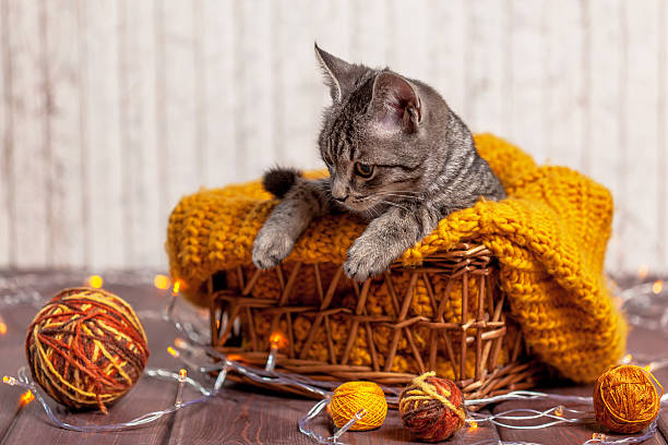 gatito jugando con una bola de lana - foto de stock