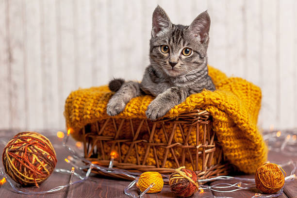 gatito jugando con una bola de lana - foto de stock