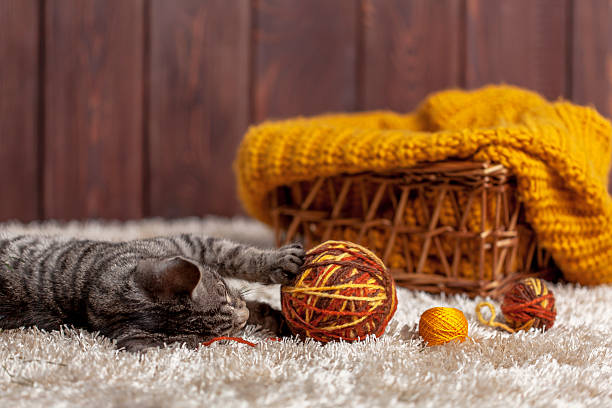 gattino che gioca con una palla di lana - foto stock