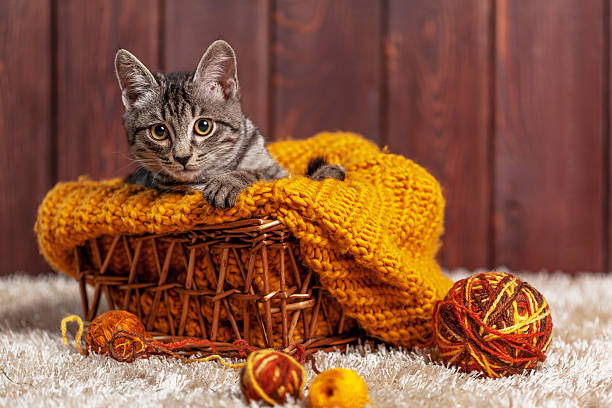 gattino che gioca con una palla di lana - foto stock