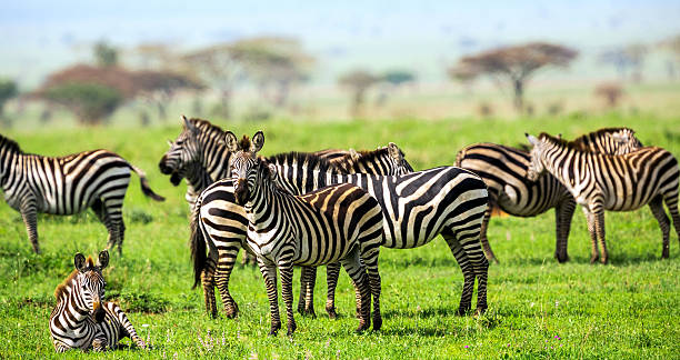 Zebras with African Acacia Trees at Savannah