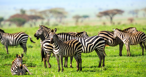 Mother and sitting baby Zebra looking at camera - African Acacia Trees and Zebras at Serengeti National Park at Tanzania