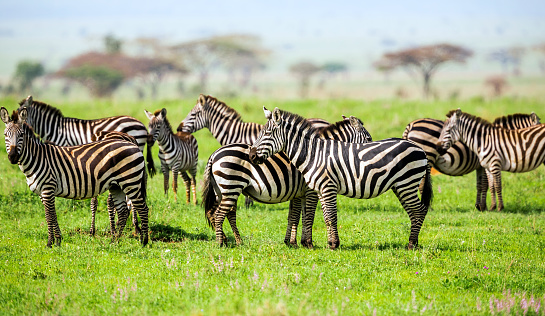 African Acacia Trees and Zebras at Serengeti National Park at Tanzania