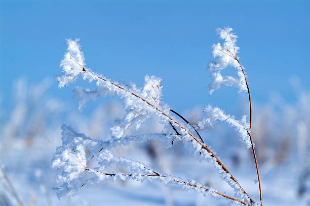 istock frozen grass in the winter morning in mountains. 627853474