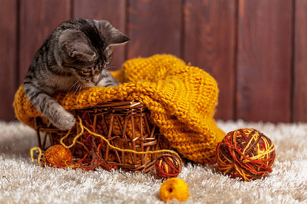 gattino che gioca con una palla di lana - foto stock