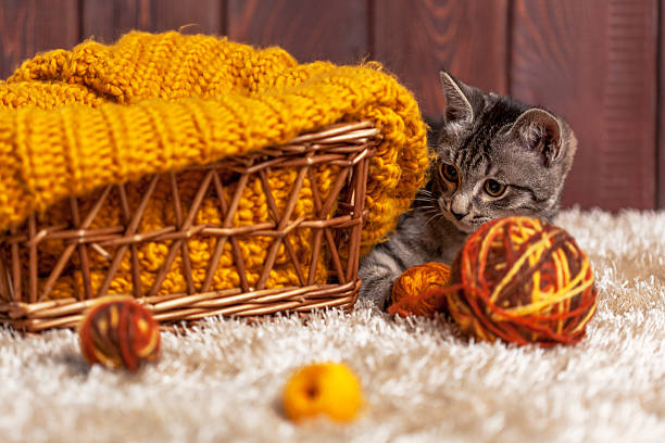 gattino che gioca con una palla di lana - foto stock