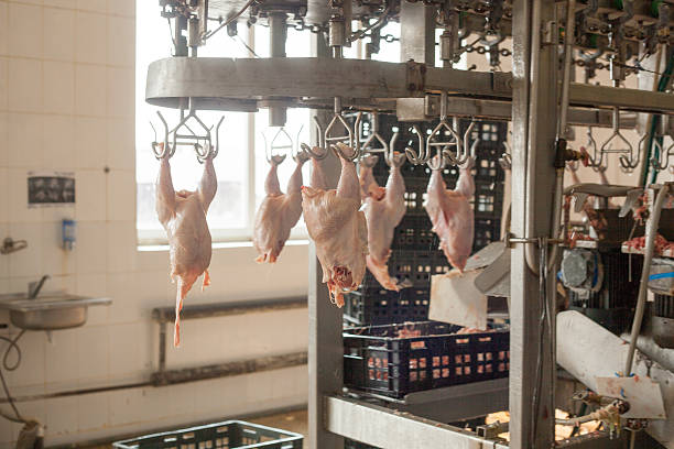 식품 산업에서 가금류 가공. 육류 생산. - food processing plant poultry chicken raw 뉴스 사진 이미지