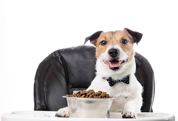 istock mealtime etiquette: dog in bow tie eating food at table 627855090