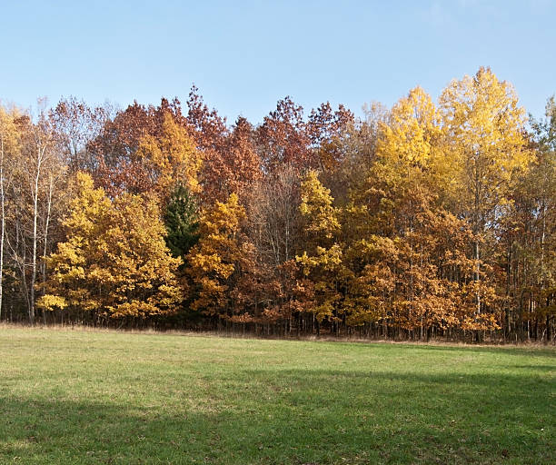 istock meadow with colorful autumn trees and clear sky 627855844