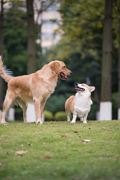 istock Two dogs on the grass, ke and golden retrievers 627855904